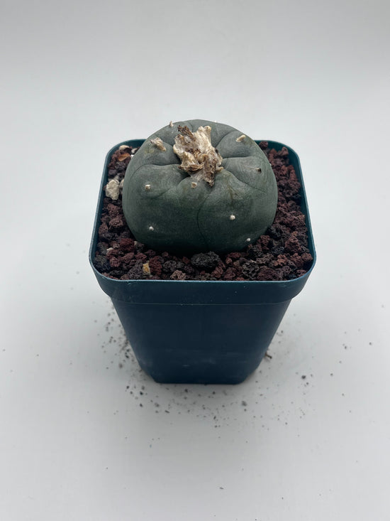 Button Cactus