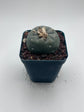 Button Cactus