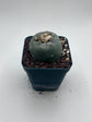 Button Cactus