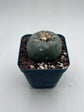 Button Cactus