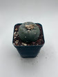 Button Cactus