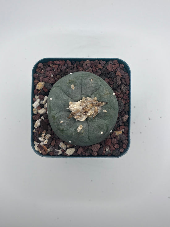 Button Cactus