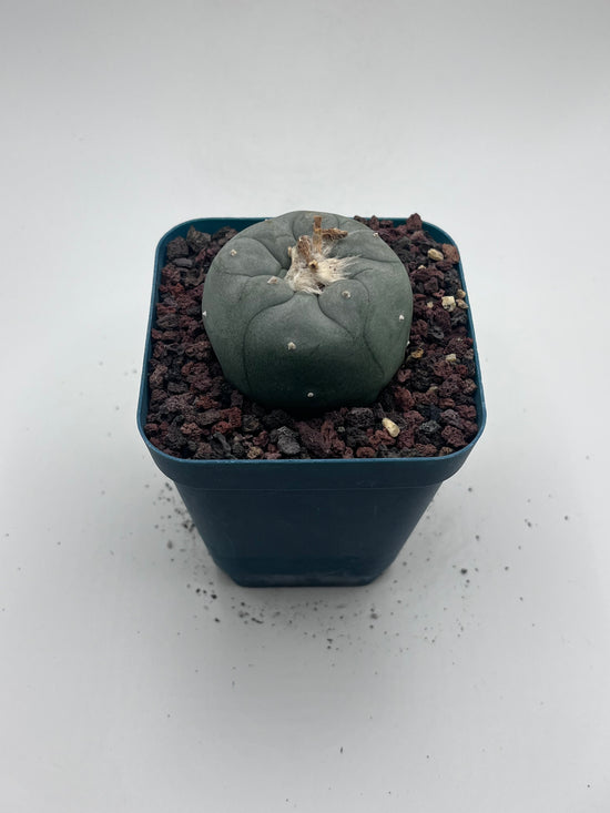 Button Cactus