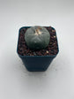 Button Cactus