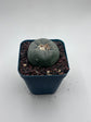 Button Cactus