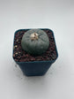 Button Cactus