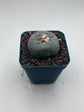 Button Cactus