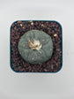Button Cactus