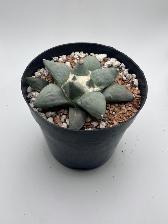 Ariocarpus Retusus