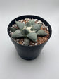 Ariocarpus Retusus