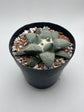Ariocarpus Retusus