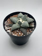Ariocarpus Retusus