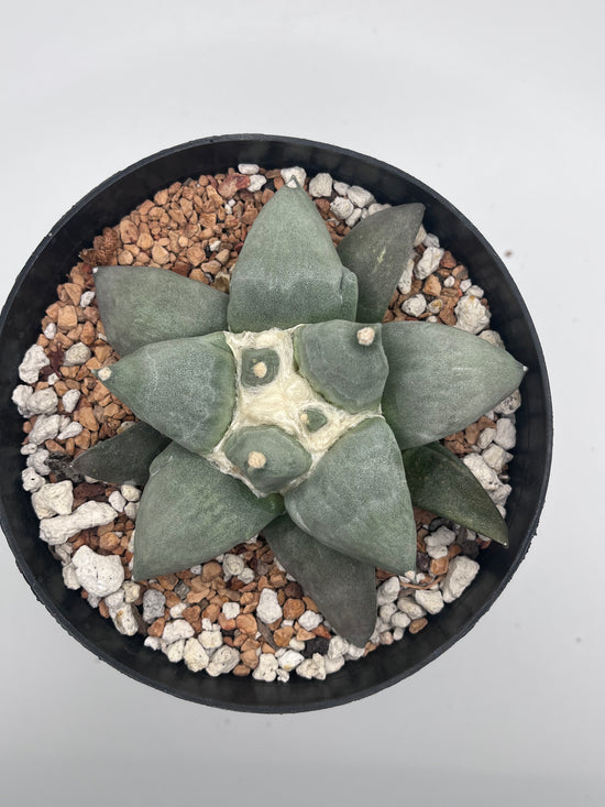 Ariocarpus Retusus