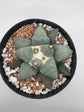 Ariocarpus Retusus