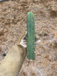 T. Bridgesii Yehuda 13”