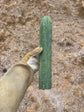 T. Bridgesii Yehuda 13”