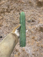 T. Bridgesii Yehuda 13”