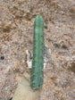 T. Bridgesii Yehuda 13”