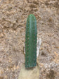 T. Peru Old man 13”
