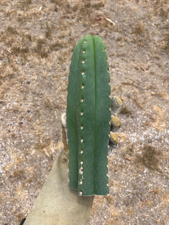 0102 x Scop 12”
