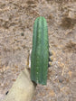 T. Pachanoi “Adele”