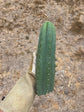 T. Pachanoi “Adele”