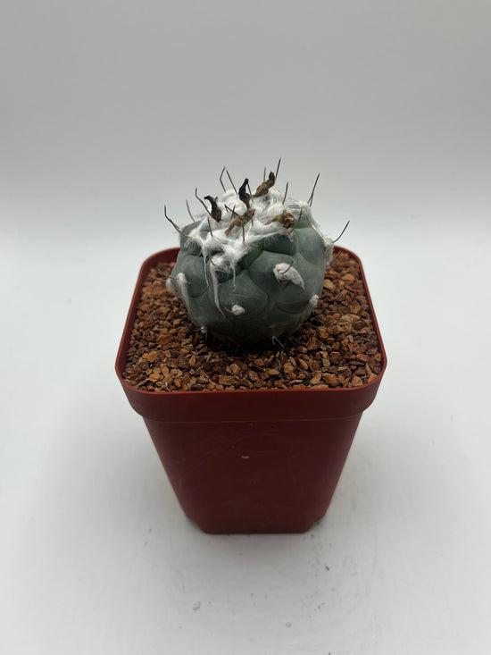 Turbinicarpus lophophoroides × jauernigii