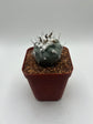 Turbinicarpus lophophoroides × jauernigii