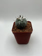 Turbinicarpus lophophoroides × jauernigii