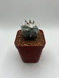 Turbinicarpus lophophoroides × jauernigii