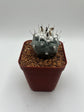 Turbinicarpus lophophoroides × jauernigii