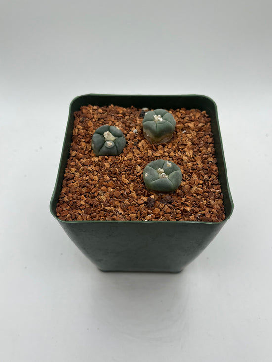 L. alberto-vojtechii (3 pack)