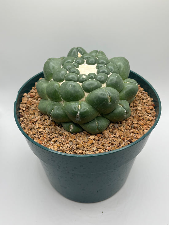 coryphantha elephantidens inermis