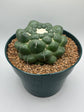 coryphantha elephantidens inermis