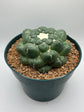 coryphantha elephantidens inermis