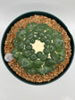 coryphantha elephantidens inermis