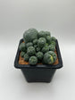 LW Caespitosa variegated (rooted)