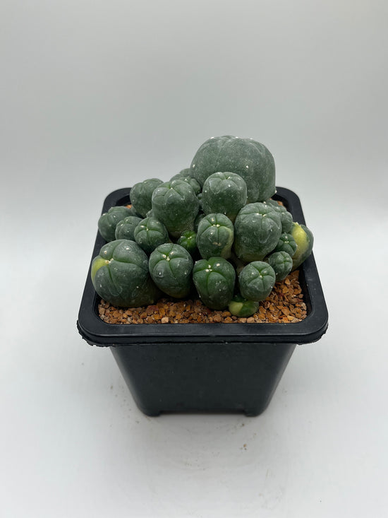 LW Caespitosa variegated (rooted)