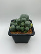 LW Caespitosa variegated (rooted)