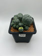 LW Caespitosa variegated (rooted)
