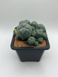 LW Caespitosa variegated (rooted)