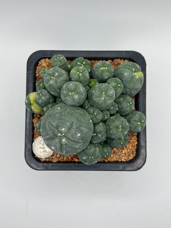 LW Caespitosa variegated (rooted)
