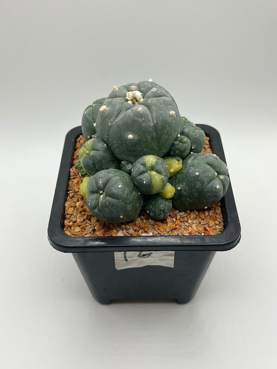 LW Caespitosa variegated (rooted)