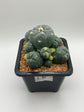 LW Caespitosa variegated (rooted)