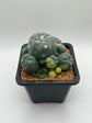 LW Caespitosa variegated (rooted)