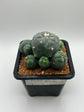 LW Caespitosa variegated (rooted)