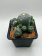 LW Caespitosa variegated (rooted)
