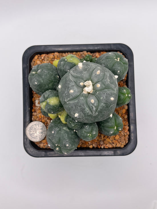 LW Caespitosa variegated (rooted)