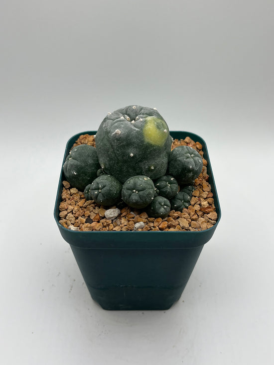 LW Caespitosa variegated (rooted)