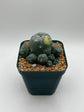 LW Caespitosa variegated (rooted)